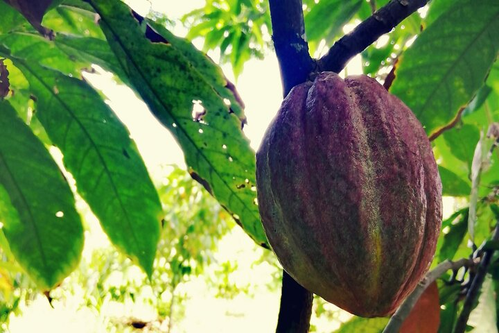 Cocoa fruit